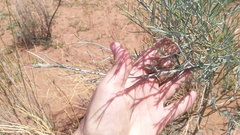 Calobota linearifolia