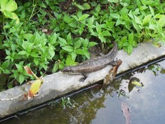 Broadleysaurus major