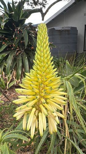 Candelabra Aloe
