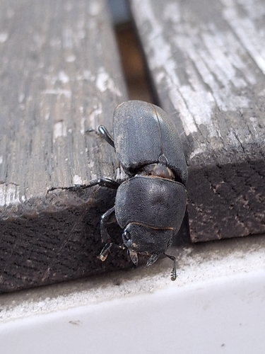 Lesser Stag Beetle