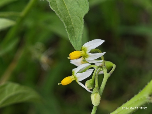 Solanum nigrescens, photograph 5