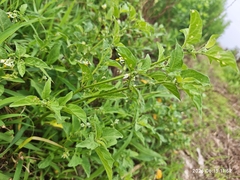 Solanum nigrescens, photograph author not stated, no rights reserved