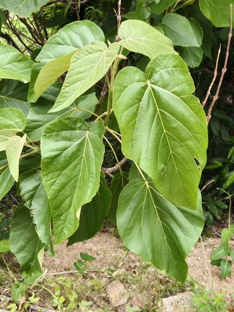 Paulownia catalpifolia