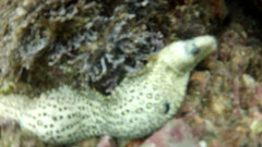 Muraena lentiginosa