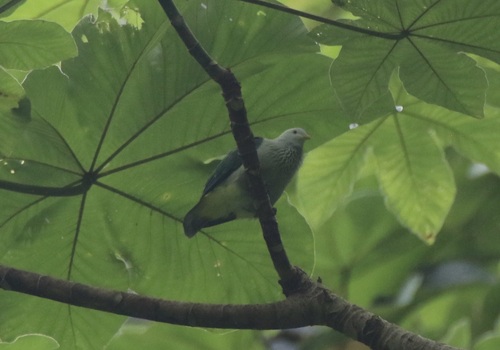 Grey-green Fruit Dove (Ptilinopus purpuratus), photo 5