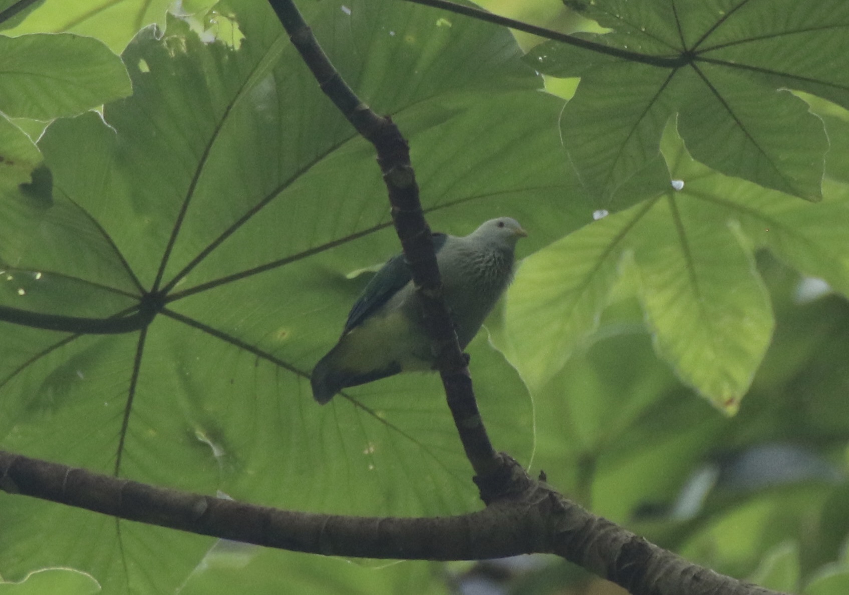 Grey-green Fruit Dove (Ptilinopus purpuratus), photo 6