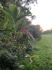Sambucus nigra