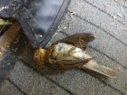 European Robin