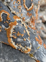 Xanthomendoza trachyphylla