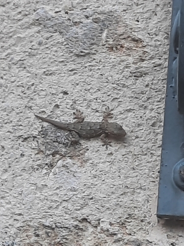 Moorish Gecko