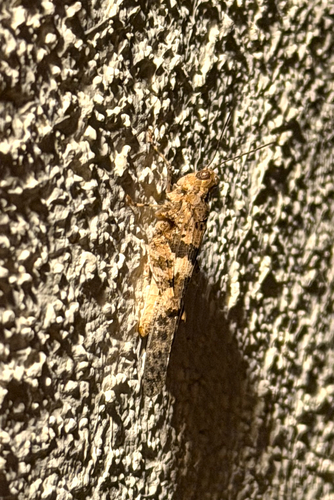 Pallid-winged Grasshopper