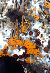 Pseudombrophila guldeniae