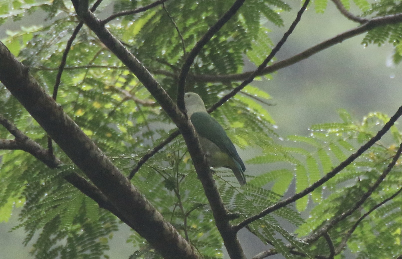 Grey-green Fruit Dove (Ptilinopus purpuratus), photo 7