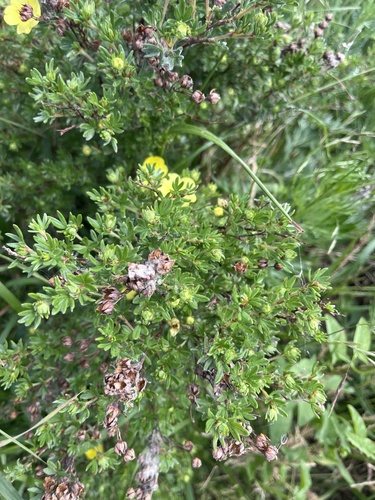 shrubby cinquefoil