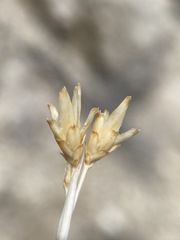 Cuniculotinus gramineus