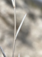 Cuniculotinus gramineus