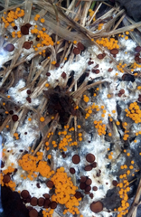 Pseudombrophila guldeniae