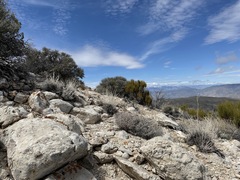 Cuniculotinus gramineus