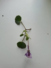 Cymbalaria pallida, photograph (c) Madeline, some rights reserved (CC BY)