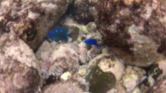 Microspathodon dorsalis