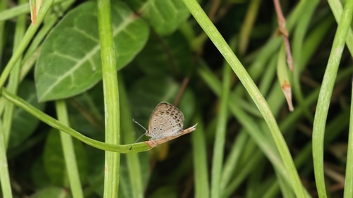Pale Grass Blue