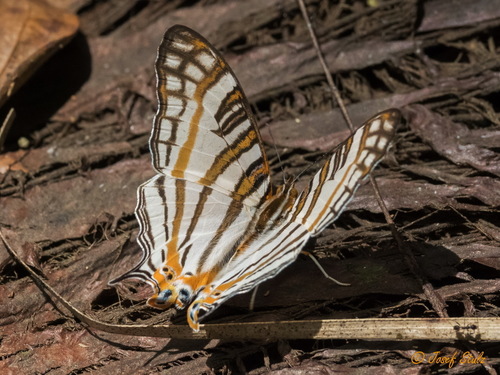 African Map Butterfly