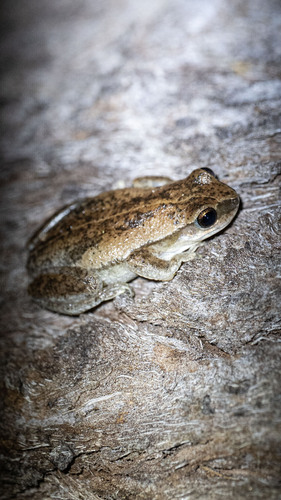 Desert Tree Frog