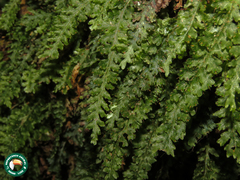 Trichomanes polypodioides