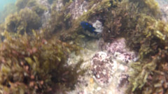 Microspathodon dorsalis