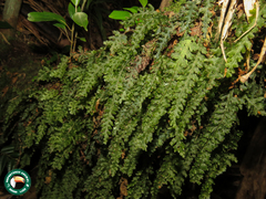 Trichomanes polypodioides