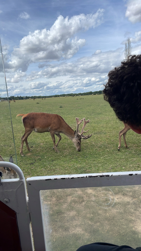 Cerf élaphe