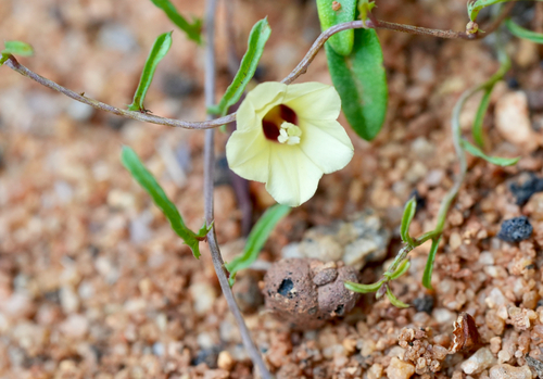 Xenostegia tridentata, photograph 5