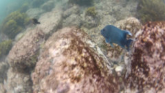 Microspathodon dorsalis