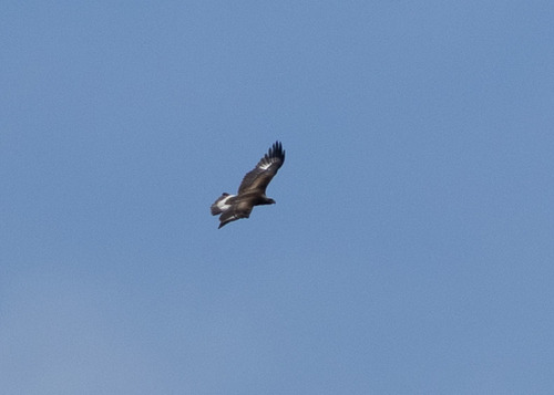 Steinadler