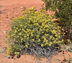 Amphipappus fremontii
