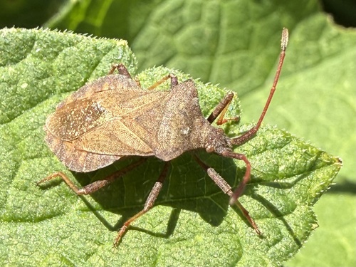 Dock Bug