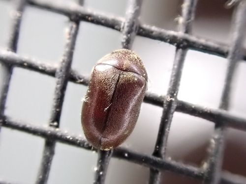Tricorynus