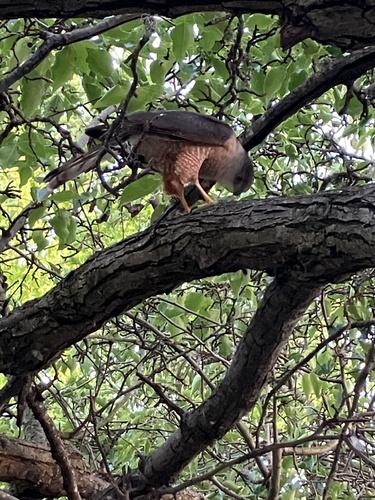 Sharp-shinned Hawk