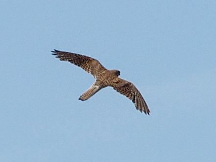 Eurasian Kestrel