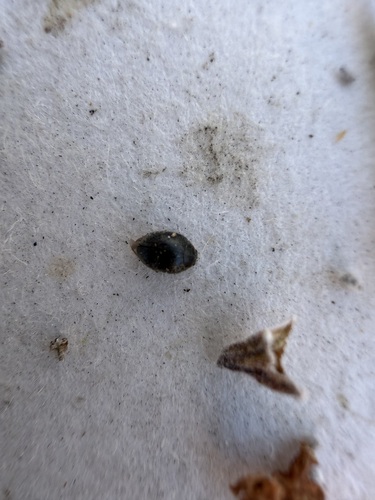 Scymnus