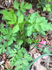 Geum vernum