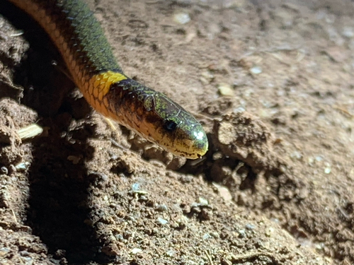 Dalat Dwarf Snake
