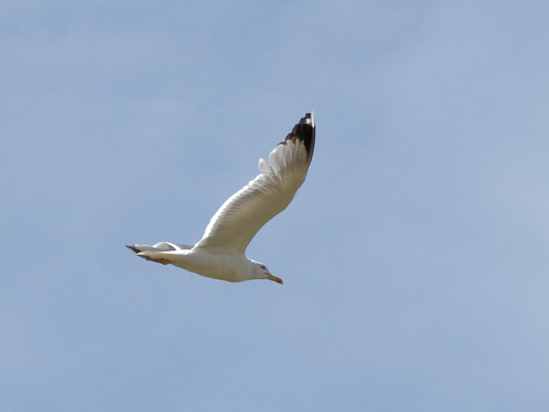Yellow-legged Gull