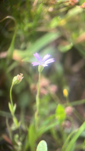 Eudianthe laeta