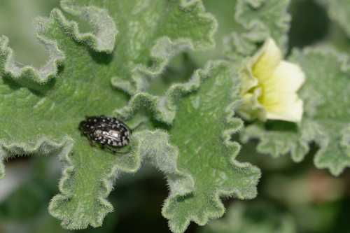 Mediterranean Spotted Chafer