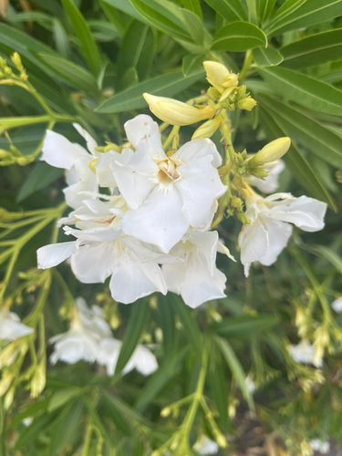 oleander