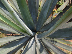 Agave