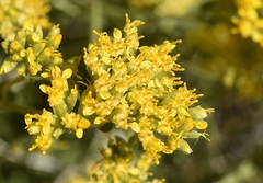 Amphipappus fremontii