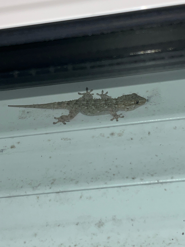 Moorish Gecko