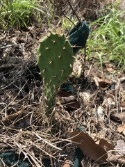 Opuntia aureispina